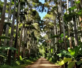 Explore a Trilha Desafio Floresta dos Pinheiros em Caruaru