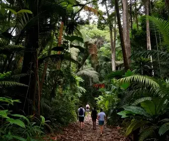 Explore a Trilha do Desafio na Floresta de Gigantes em Caruaru